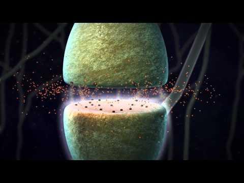 The Neuron Connection Synapse- the gap that exists between individual nerve cells Neurotransmitters- the chemicals released by neurons which