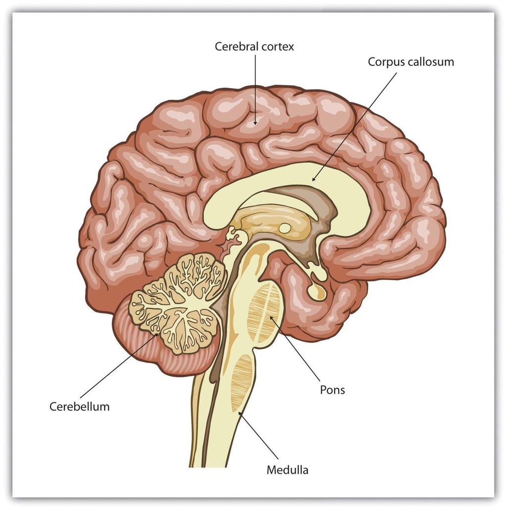 Hindbrain Includes the following parts: Cerebellum Helps control posture, balance and voluntary movements Medulla Controls