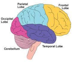 The Lobes of the Brain Corpus callosum- a band of fibers that joins the two sides or