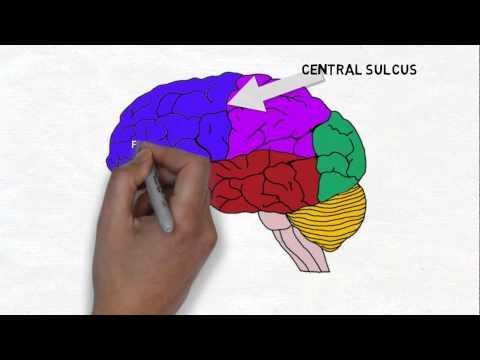 Lobes of the Brain Occipital lobe- visual signals are sent Parietal lobe- concerned with various information from the senses Temporal