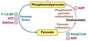 The alanine is exported from the muscle to the liver, where deamination produces pyruvate for gluconeogenesis.