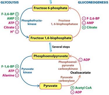 Gluconeogenesis: Fructose-,6-bisphosphatase (F-,6- BPase) Citrate activates: CAC is stopped, so