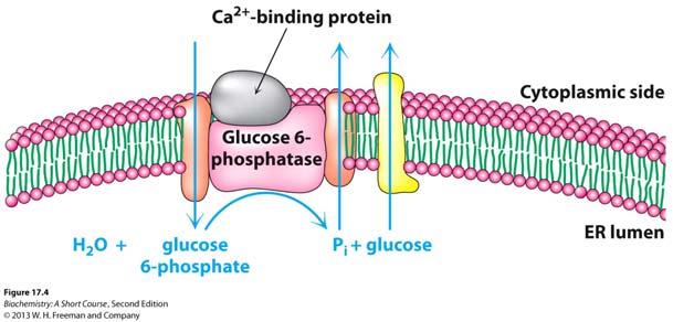 F-,6-BP inhibits: Glucose is plentiful.