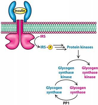 Glut 4 Glc G6P F6P Protein Phosphatase (PP) Glucagon: Activates PKA Glucagon Protein Kinase A (PKA) Insulin: primary signal for glycogen synthesis Insulin (high blood sugar) -uptake of GLc (Glut4)!