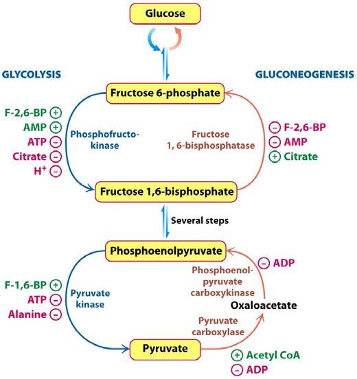 INSULIN: Allosteric coupling of Glycolysis and Gluconeogenesis