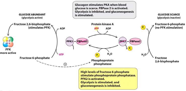 insulin (PP) and glucagon (PKA) in controlling F-,6-BP levels