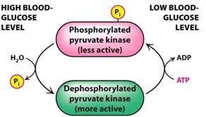 Kinase: Hormonal Control (We already saw this at the end of the lecture on regulating glycolysis) INHIBIT: When blood [Glc] drops, glucagon signals protein kinase A (PKA) to phosphorylate pyruvate