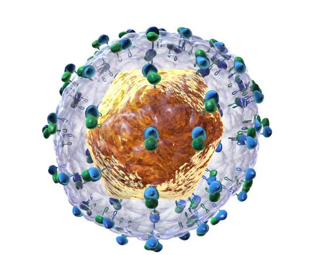 Hepatitis C virus Member of the Flaviviridae family - Hepacivirus genus Positive-sense single stranded RNA Blausen Medical Communications
