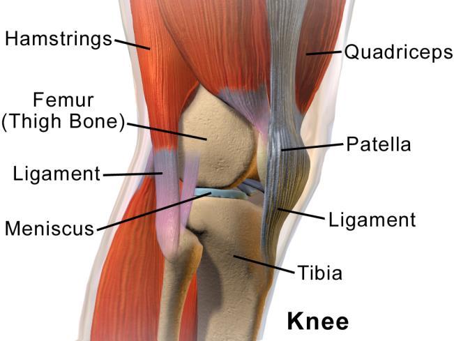8 knee stability is maintained by the collateral and cruciate ligaments and the musculotendinous ties across the joint.