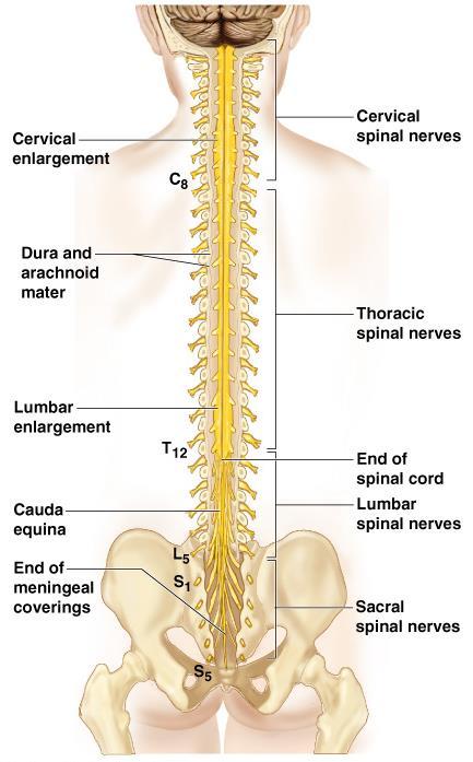 Spinal Cord Extends from the medulla oblongata to the region of T12 Below T12 is the cauda equina