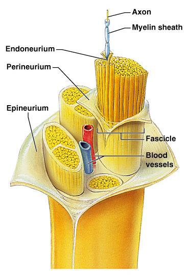 Structure of a Nerve Endoneurium surrounds each fiber Groups of fibers are bound