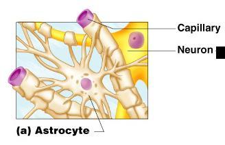Nervous Tissue: Support Cells (Neuroglia) Astrocytes Abundant, star-shaped cells Brace neurons