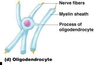 Nervous Tissue: Support Cells Oligodendrocytes Produce myelin