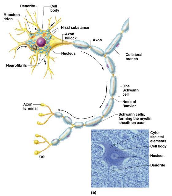 Neuron Anatomy Cell body