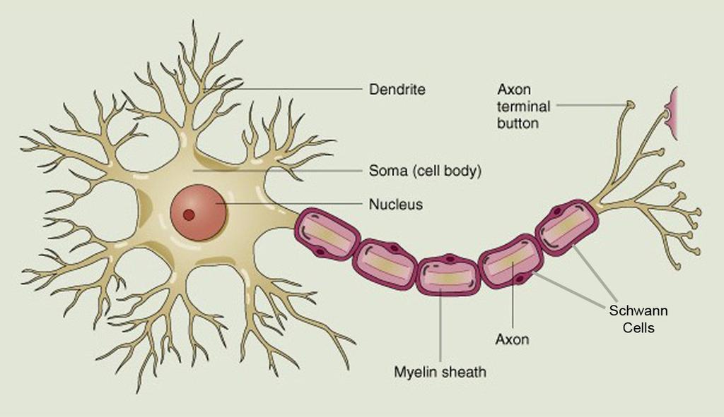 Neuron nerve cell proper Structural and functional unit of Nervous System Consists