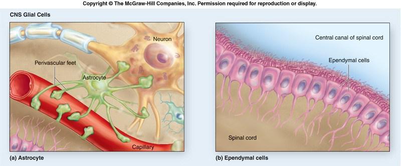 Ependymal cells - CNS Epithelial cells