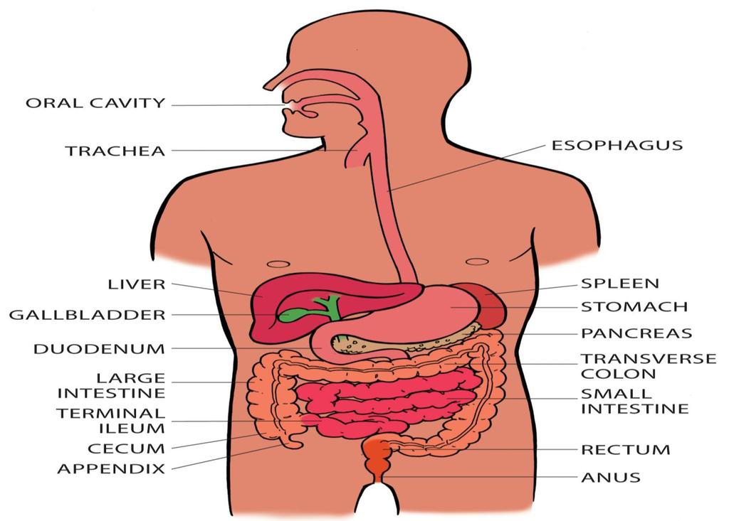 The Spectrum of IBD CROHN S DISEASE Patchy, full-thickness inflammation Mouth to anus involvement Fistulas, abscesses, strictures Extraintestinal