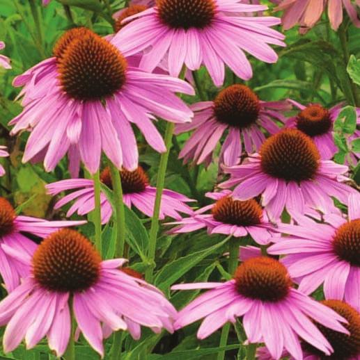 The Evolution of Echinacea to recognize echinacea as an active drug.