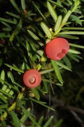 An extract of the Pacific yew tree, Taxus brevifolia was discovered