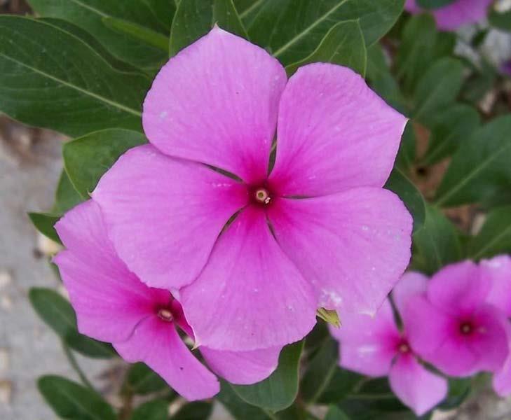 Catharanthus roseus Rich source of indole alkaloids which include the anticancer