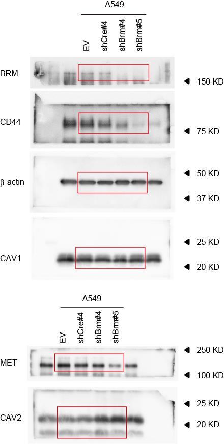 Supplementary Figure 7. Full-length images of the immunoblots. Red line boxes indicate the cropped images used in Figure 3c. b-actin was used as an internal control.