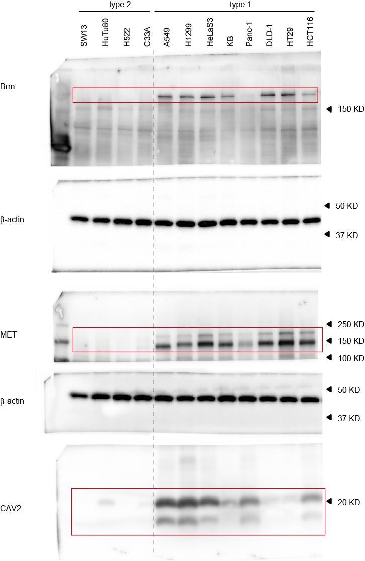 Supplementary Figure 6. Full-length images of the immunoblots. Red line boxes indicate the cropped images used in Figure 2b. b-actin was used as an internal control.