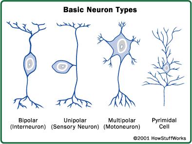 Myelin sheath Direction of impulse Axon terminals The neurons are composed of cell bodies, dendrites and axons. Dendrites are tree-like extensions at the beginning of a neuron.