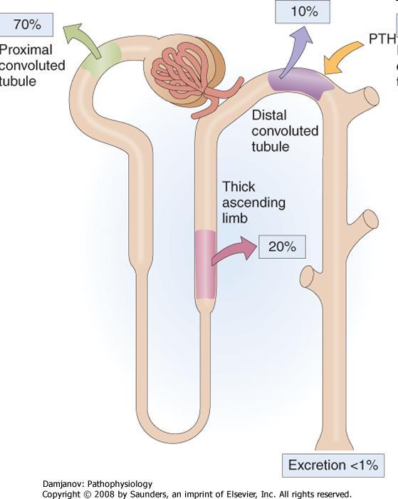 Calcium handling by the kidneys. Most of the filtered calcium is reabsorbed in the proximal tubule.