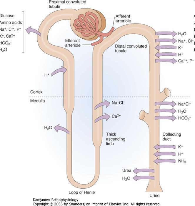 Renal handling of major minerals. The net flow of water and solutes (arrows) varies from one portion of the nephron to another.
