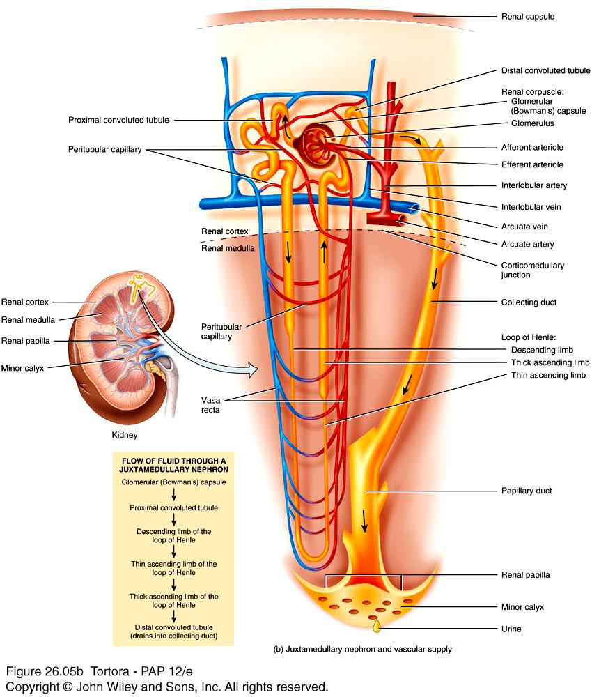 The structure of nephrons