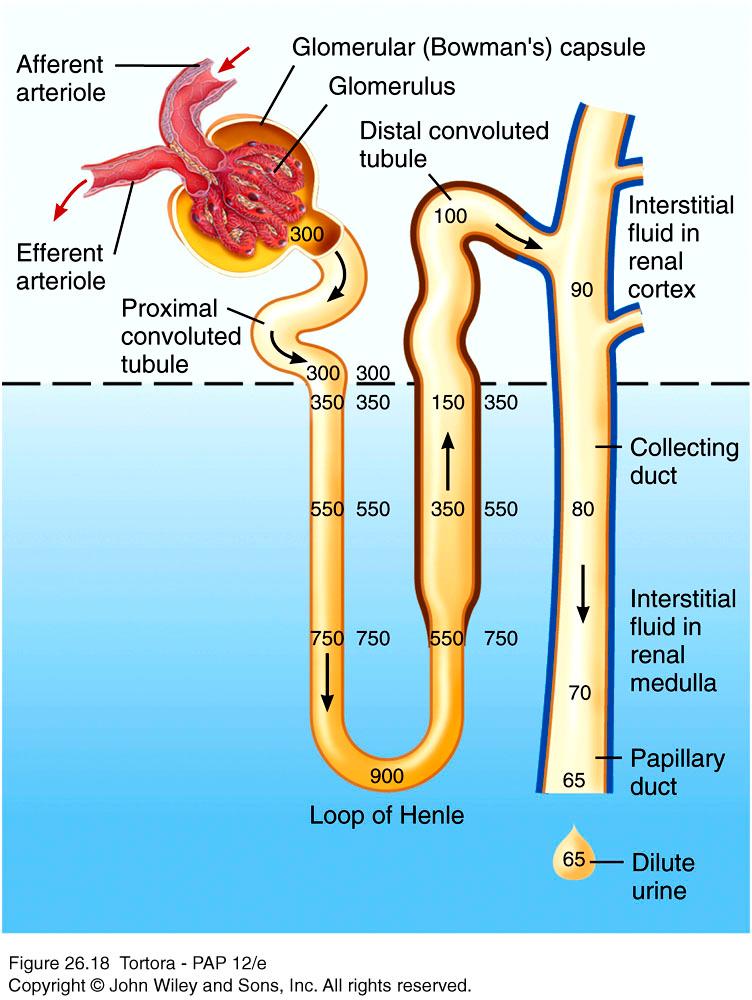 Formation of dilute urine n n n n Osmolarity of interstitial fluid of renal medulla becomes greater, more water is reabsorbed from tubular fluid so fluid become more concentrated Water cannot leave
