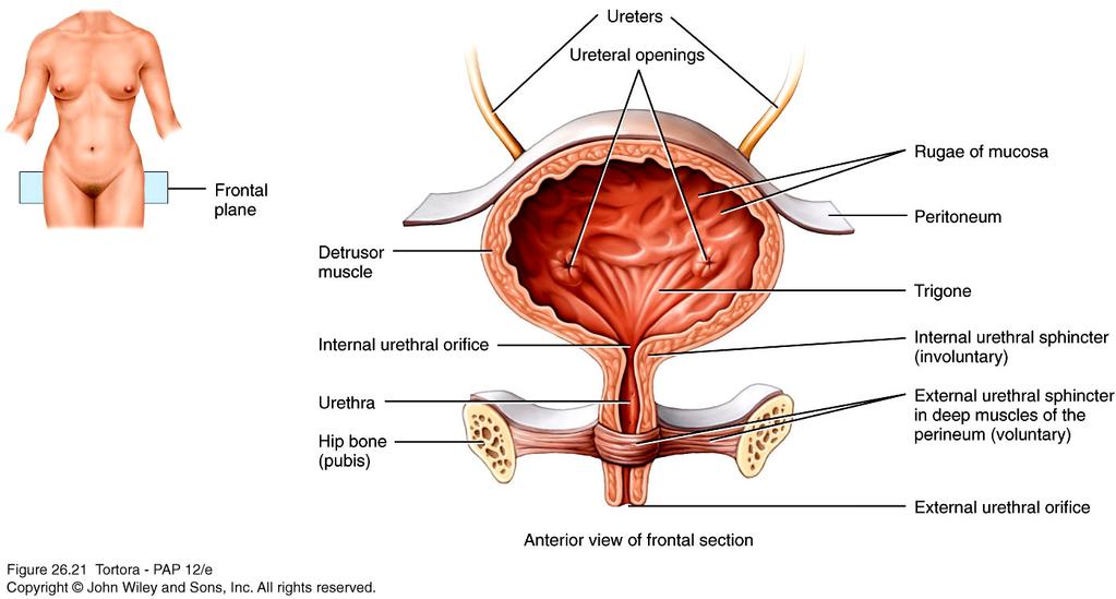 Ureters, urinary