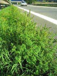 Invasive plants allergens e.g. Ragweed (Ambrosia) Ragweed likes dry and sunny places, e.g. roadsides flourishing July to October per plant up to 1 Mio.
