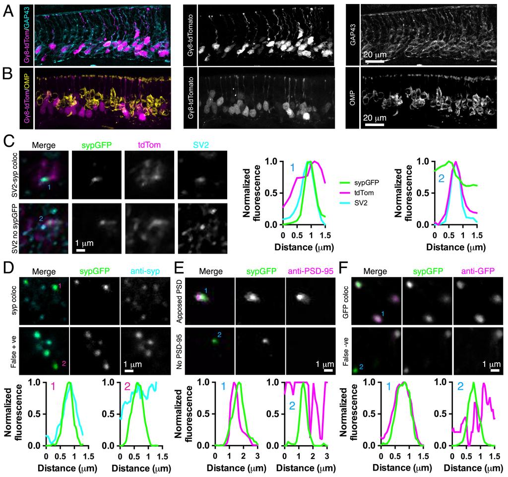 Supplementary Figure 1: Validation of labeling specificity of immature OSNs and presynaptic terminals.