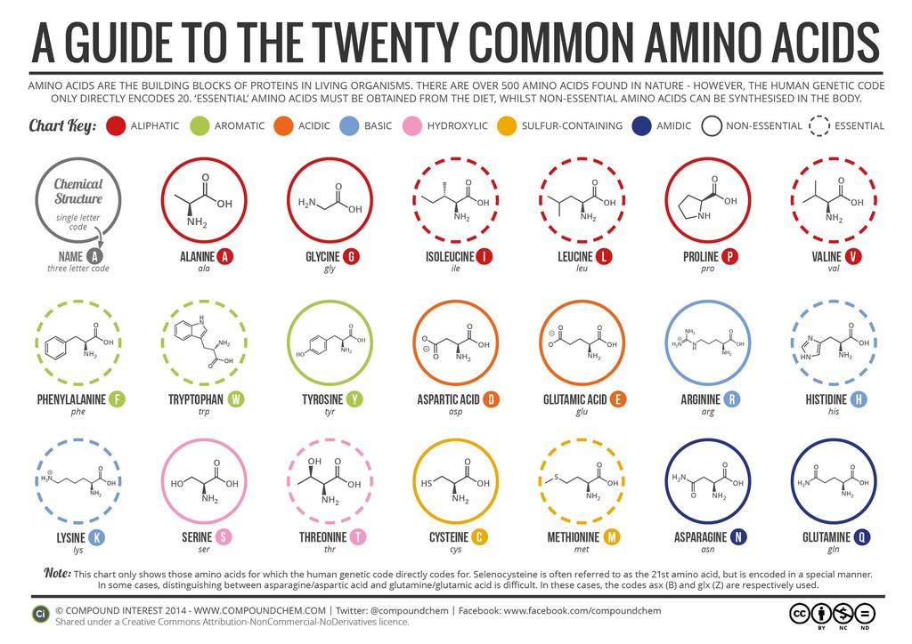 Proteins & Amino Acids Building blocks of protein are amino acids 20 different amino acids Aa are linked by a peptide bond to form chains = protein Most proteins are made of 100 to 100,000 aa Amino