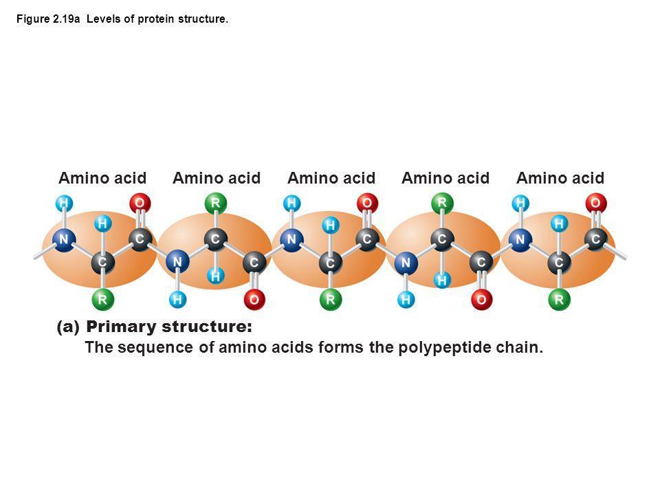 The Four Structural levels of proteins 1.