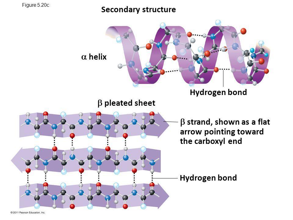 Secondary Structures a. Alpha-helix: most common, resembles a slinky or coil i.