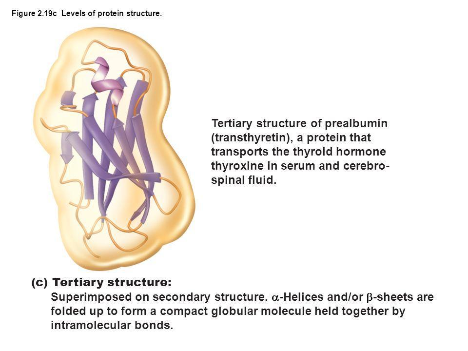 The Four Structural levels of proteins cont. 3.