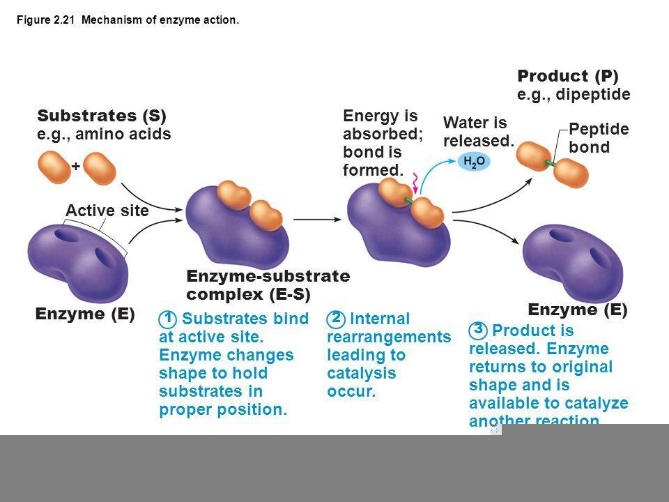 Proteins: Enzymes Enzymes are proteins that act as catalysts meaning they speed up the rate of a chemical rxn Can not be used up or changed Enzymes are specific: meaning they each complete a