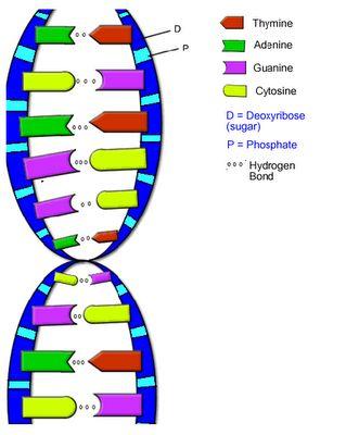 DNA & RNA DNA: found in nucleus and is the genetic material of life Directions for