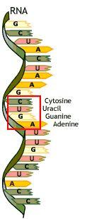 A-T and G-C RNA: carries out protein synthesis Single strands of nucleotides