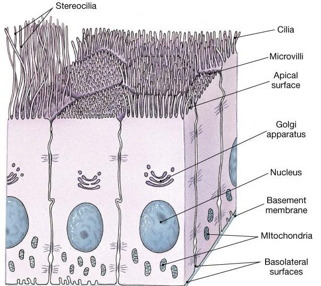 The apical domain Part of the epithelial cell that looks towards