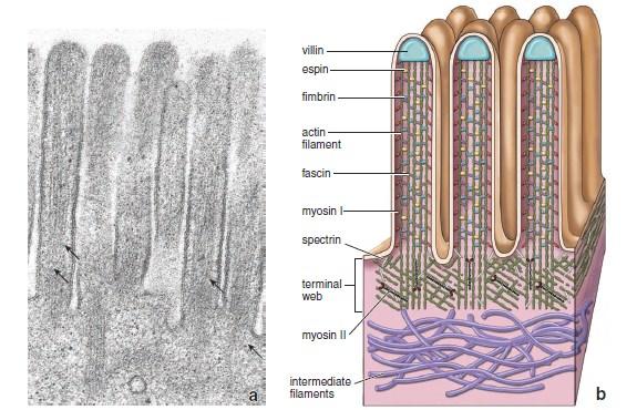 Microvilli Fingerlike cytoplasmic projections on the apical surface Internal structure of