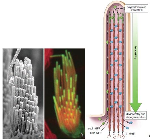 Stereocilia Unusually long, immotile microvilli In sense organs (hair cells) serve