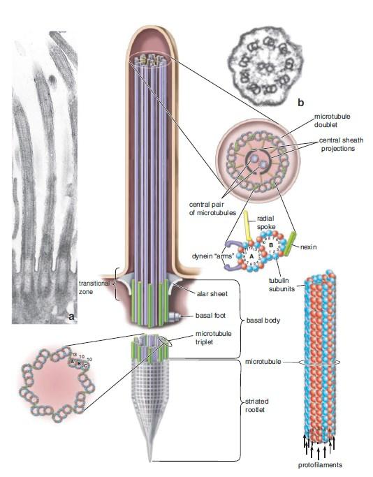 Cilia capable of moving fluid and particles along the epithelial surface