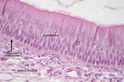 that separates the epithelial