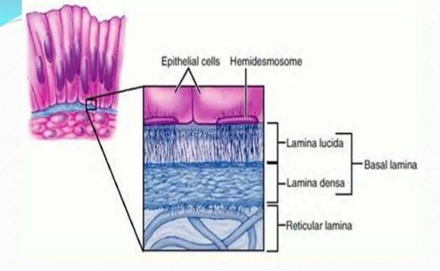 Basement membrane Basal lamina: -