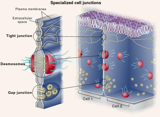 The lateral domain Provide cellular connections Bind cells