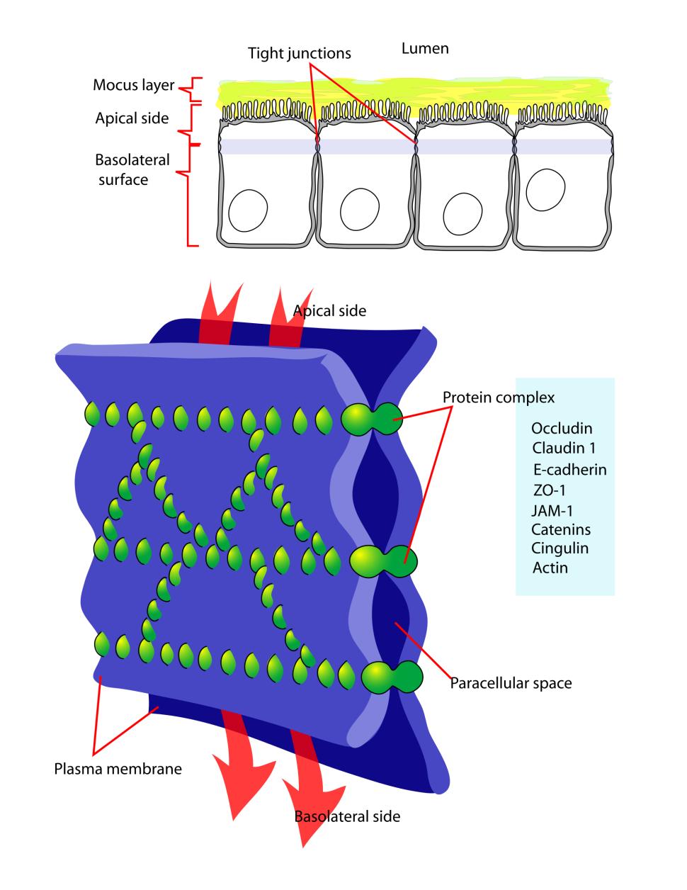 Tight junctions (occluding junctions) Plasma membranes of the neighboring cells are tightly sealed with each other 3 types of