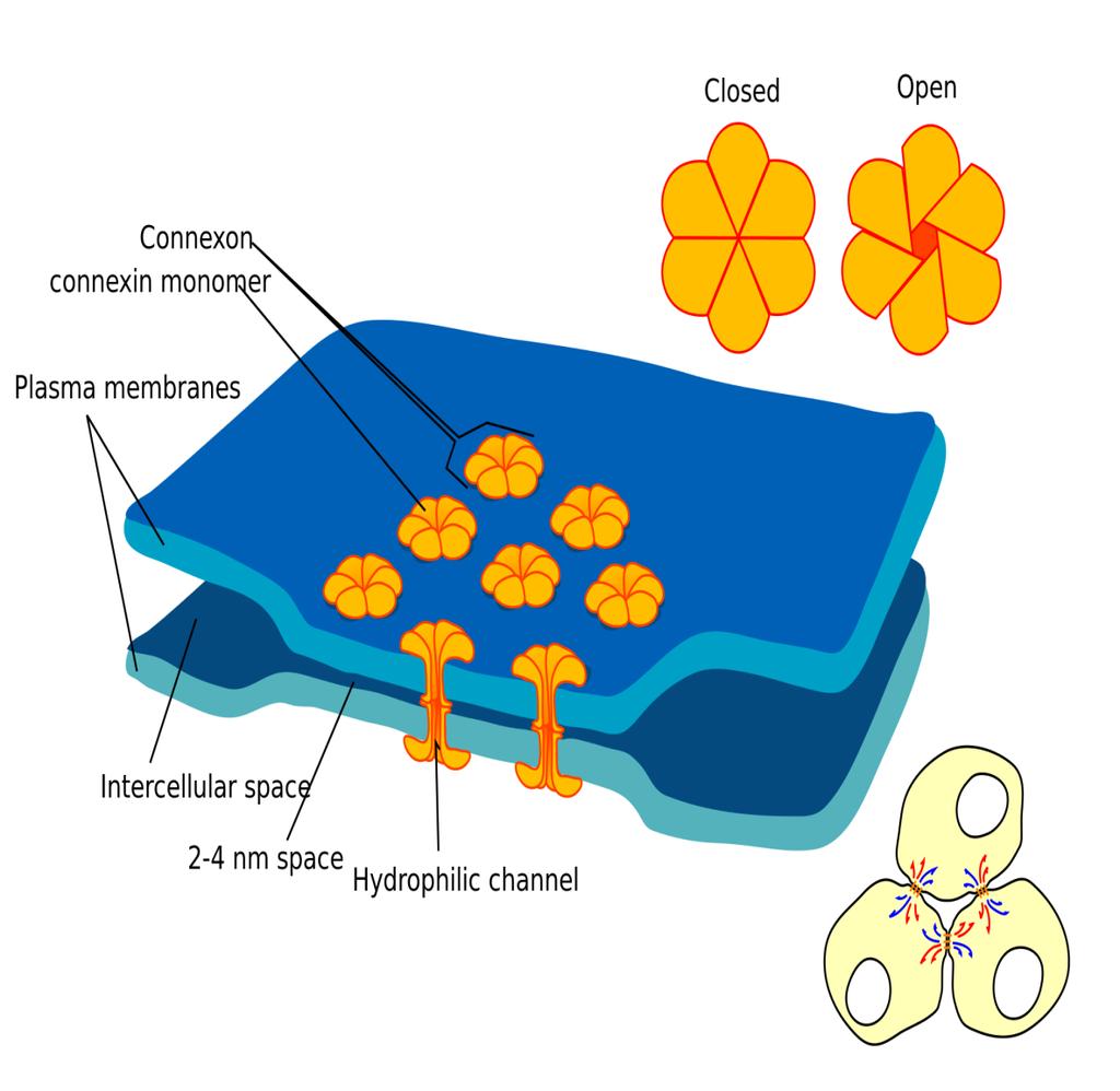 Gap junction (communicating junction or nexus) Direct connection of the cytoplasm of two cells allows various molecules and ions to pass between